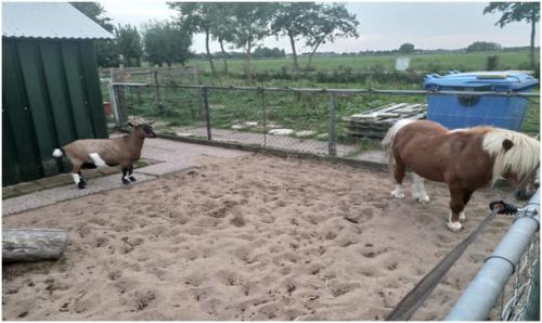 Achterop het park staan een Pony en Geit.