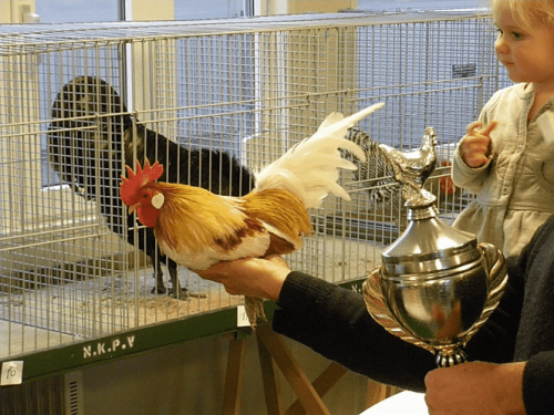 Een bewoner van het Fokkerspark een kampioen in kraaien.